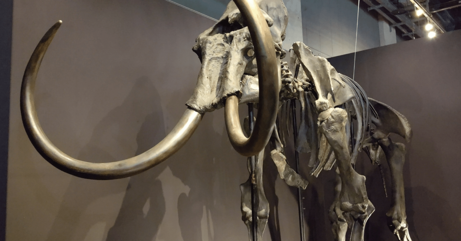 マンモスのミイラと再生！？｜福岡 浩二