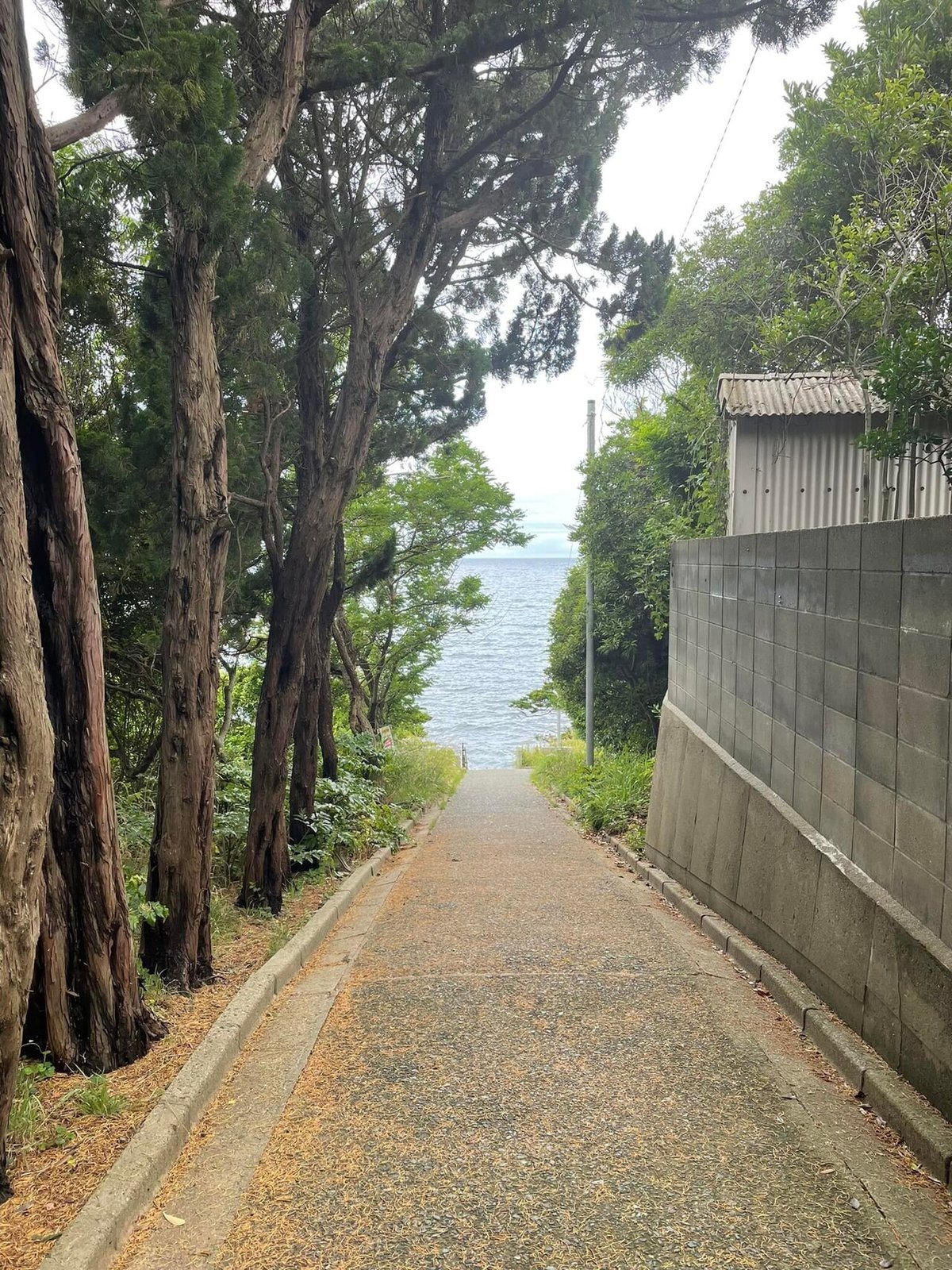 散歩道1