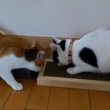 やぐちけいこ