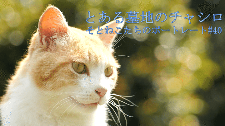 ねこ40