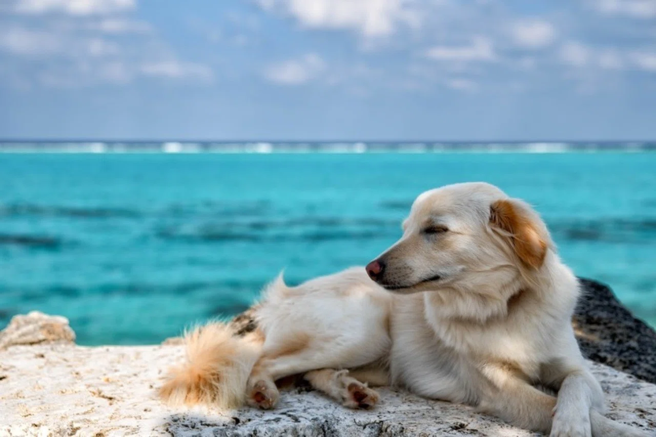 愛犬のパパ ママを知る方法とは らいむ Note