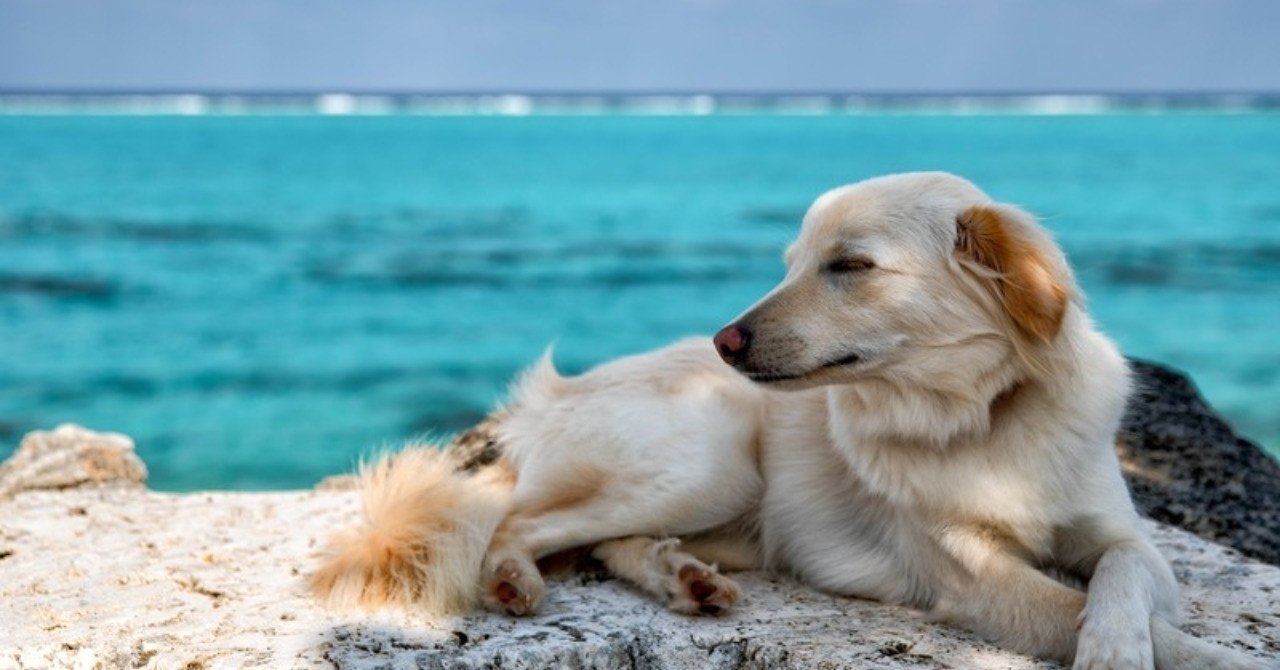 愛犬のパパ ママを知る方法とは らいむ Note 愛犬のパパ ママを知る方法とは らいむ Note