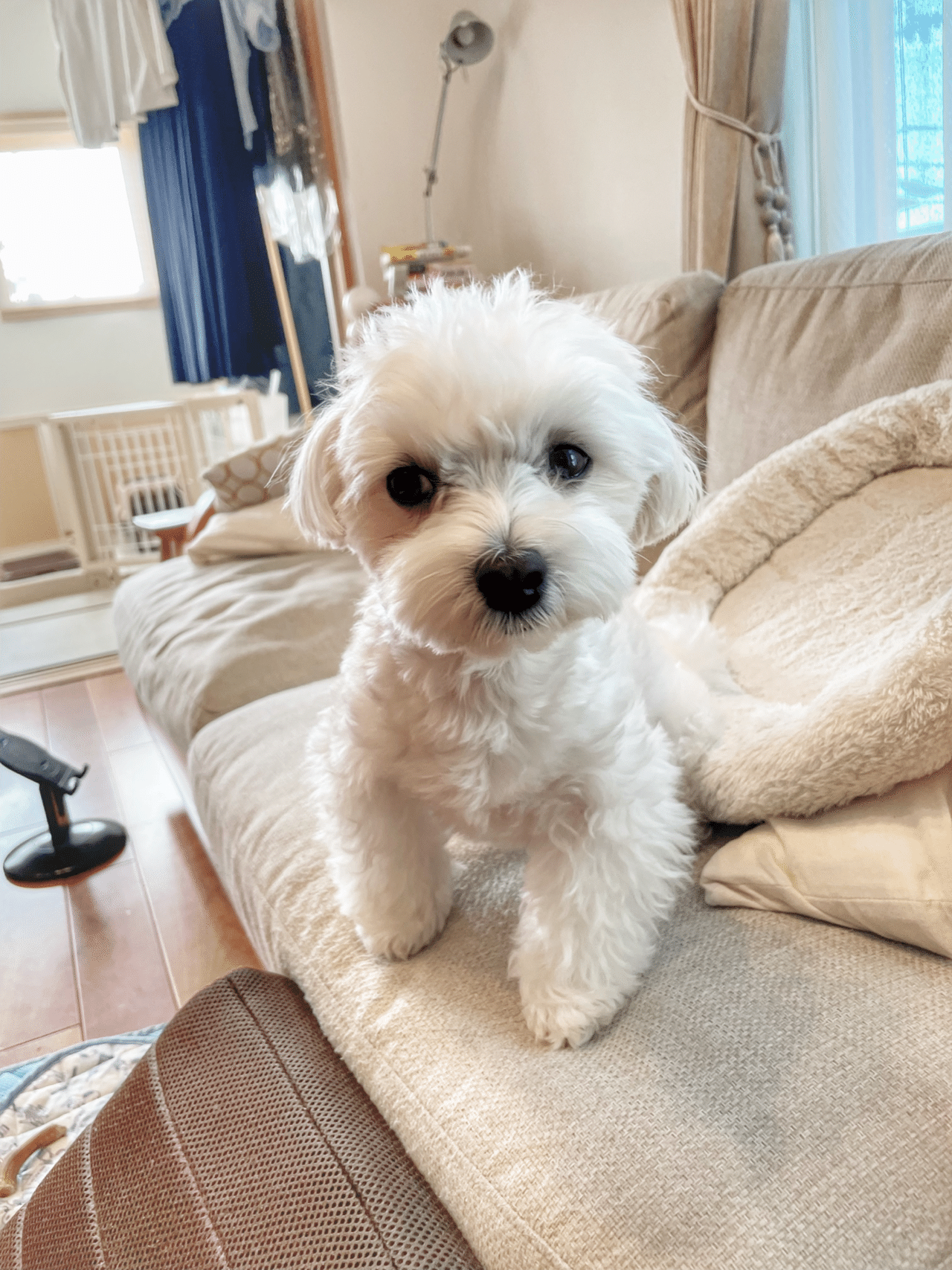 水分補給は忘れん様に マルチーズ 犬のいる生活 犬のいる暮らし 我が家のペット自慢 こふく部長 鈴麻呂 Note