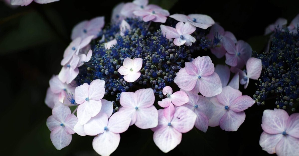 岡井隆歌集『鵞卵亭』を読んで｜冨樫由美子 