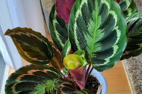 カラテア の新着タグ記事一覧 Note つくる つながる とどける カラテア の新着タグ記事一覧 Note つくる つながる とどける