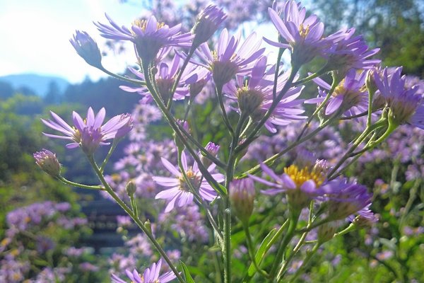 野菊の花言葉は清爽 の新着タグ記事一覧 Note つくる つながる とどける 野菊の花言葉は清爽 の新着タグ記事一覧 Note つくる つながる とどける