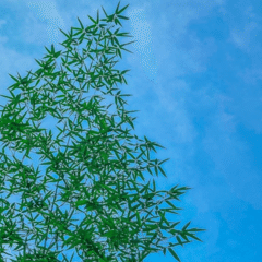 大衆演劇　劇団美松　松川小祐司　座長襲名５周年記念公演　佐倉義民伝　DVD 大衆演劇 劇団美松 松川小祐司 座長襲名5周年記念公演 佐倉義民