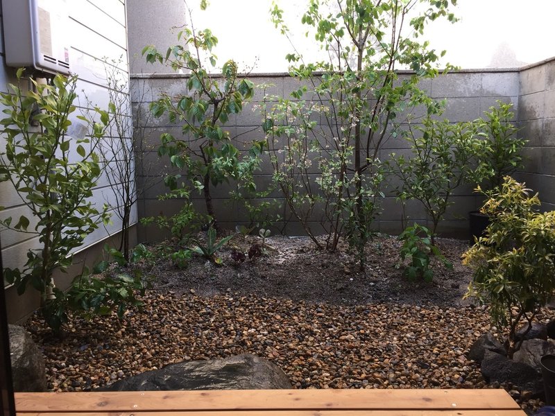 スダチの収穫と土作りのお話 平屋私庭日記 3 園園 中山智憲 庭師 Note スダチの収穫と土作りのお話 平屋私庭日記 3 園園 中山智憲 庭師 Note