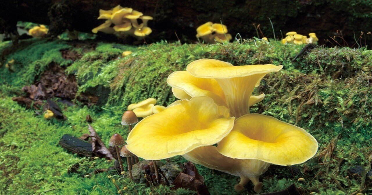 軽量コンパクトなキノコ図鑑の進化形｜ブンイチ（文一総合出版）