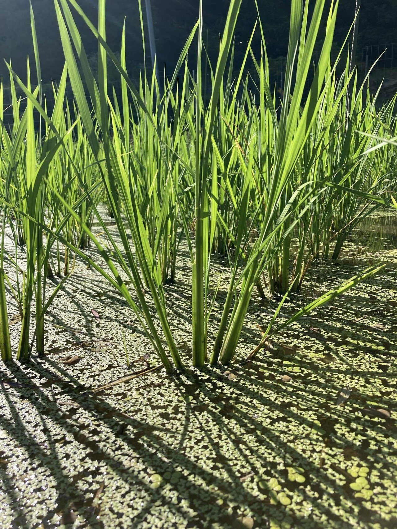 今年の雑草対策｜蘇 彰宏