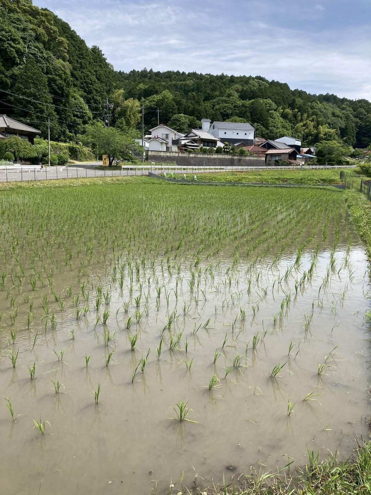 今年の雑草対策｜蘇 彰宏