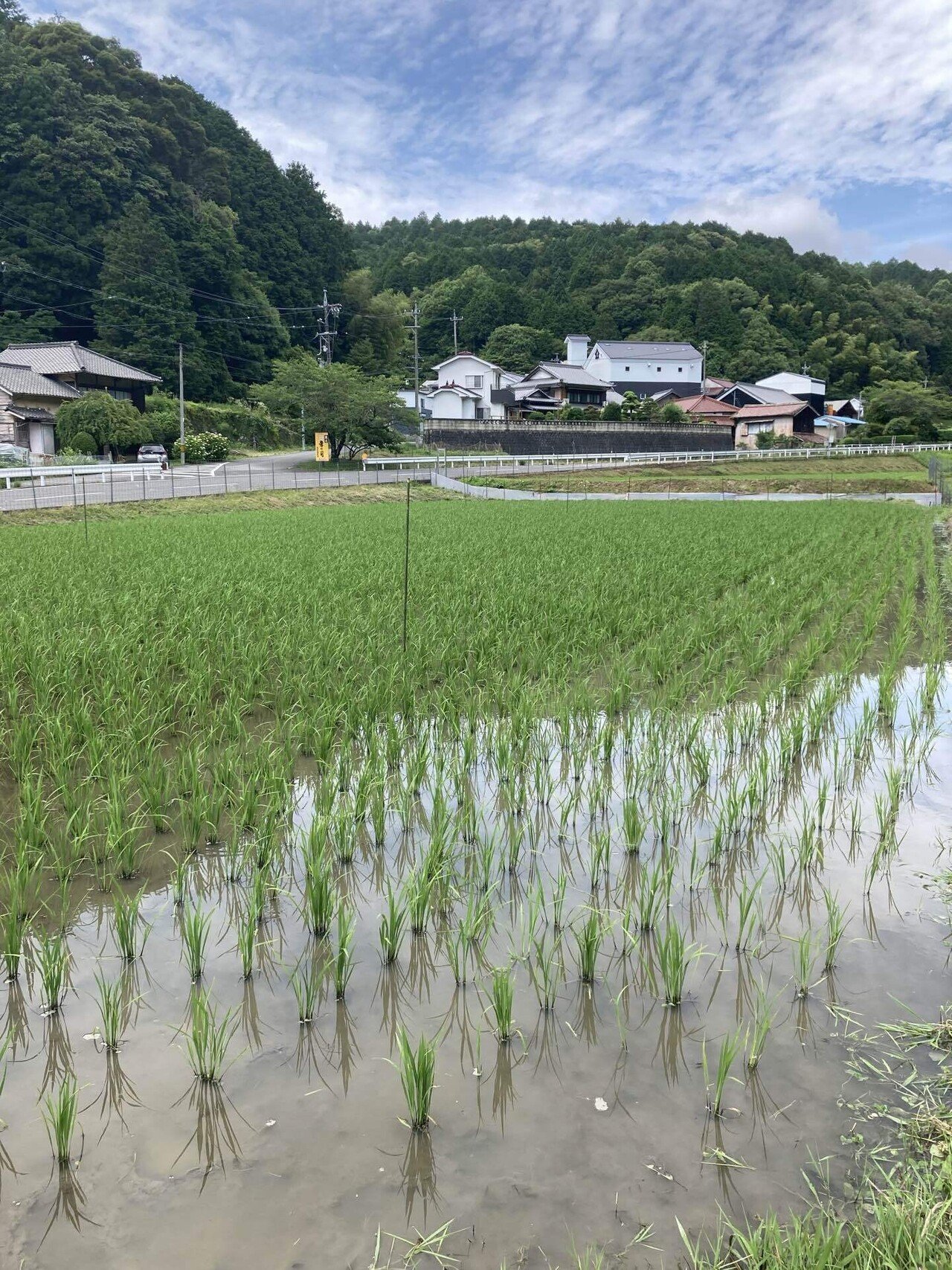 今年の雑草対策｜蘇 彰宏
