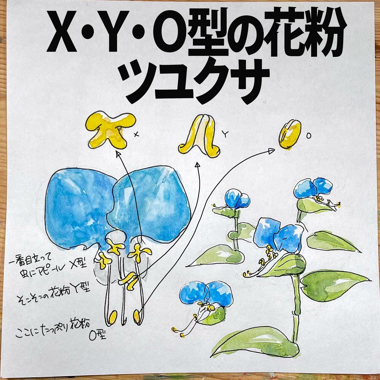 X・Y・O型の花粉ツユクサ｜くますけ｜自然ガイド・クリエイター