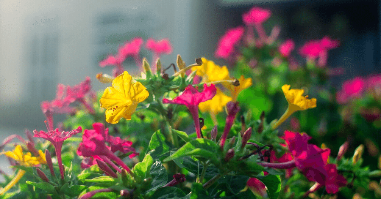 夏の庭からー子供のころ オシロイバナ で遊んだ記憶は Haco ガーデンプランナー 庭のある暮らし植物のある暮らし Note 夏の庭からー子供のころ オシロイバナ で遊んだ記憶は Haco ガーデンプランナー 庭のある暮らし植物のある暮らし Note