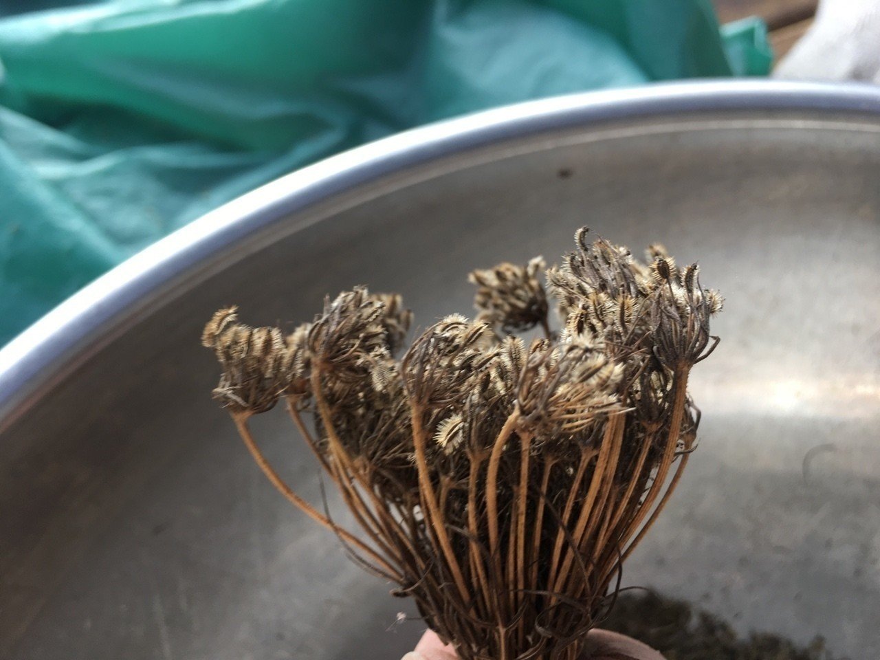 人参の種とり Shanthi Usui Note 人参の種とり Shanthi Usui Note