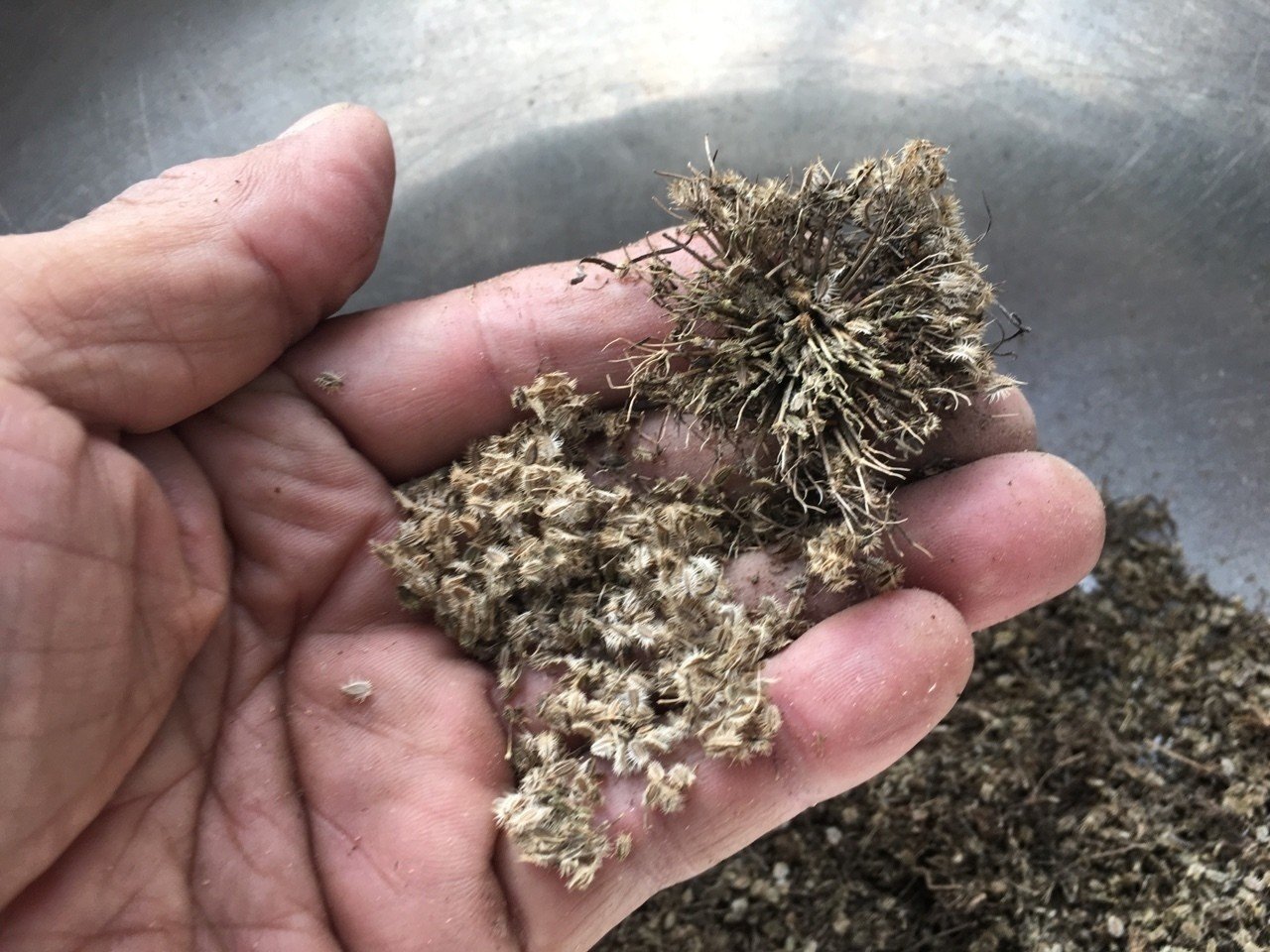 人参の種とり Shanthi Usui Note 人参の種とり Shanthi Usui Note