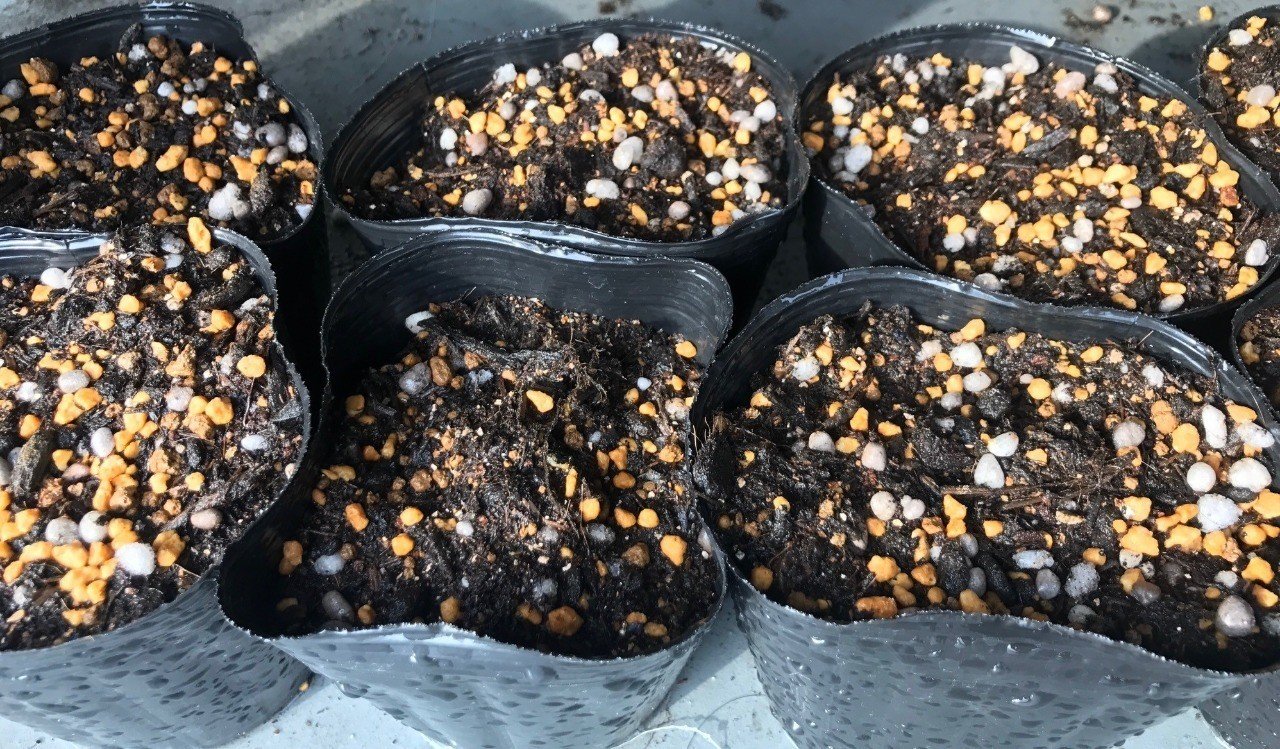 10 16マンドラゴラ日記 富男 Note