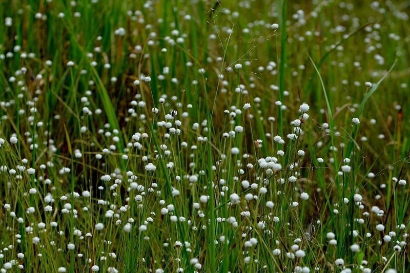 白いポンポン球 シラタマホシグサ Hhaannaaiihh Note