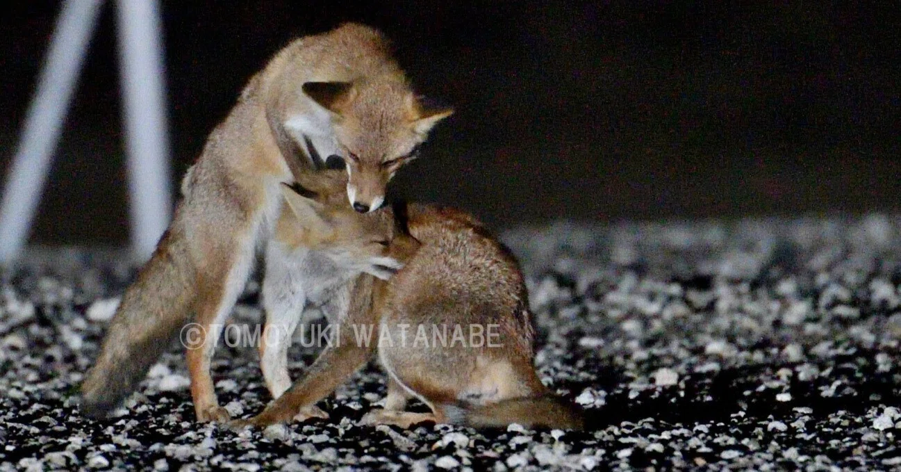 キツネが「コンコン」鳴いています！｜自然と人をつなぐ写真家 渡邉智之
