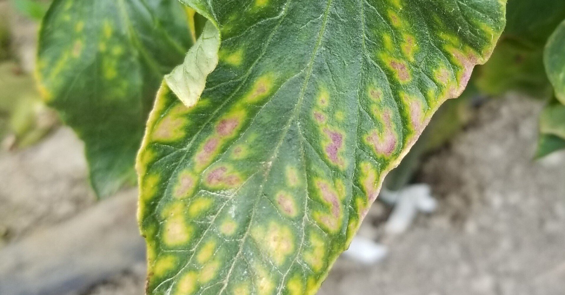 トマト 古い葉が網目状に黄色い マグネシウム欠乏 ミライ菜園 Note トマト 古い葉が網目状に黄色い マグネシウム欠乏 ミライ菜園 Note