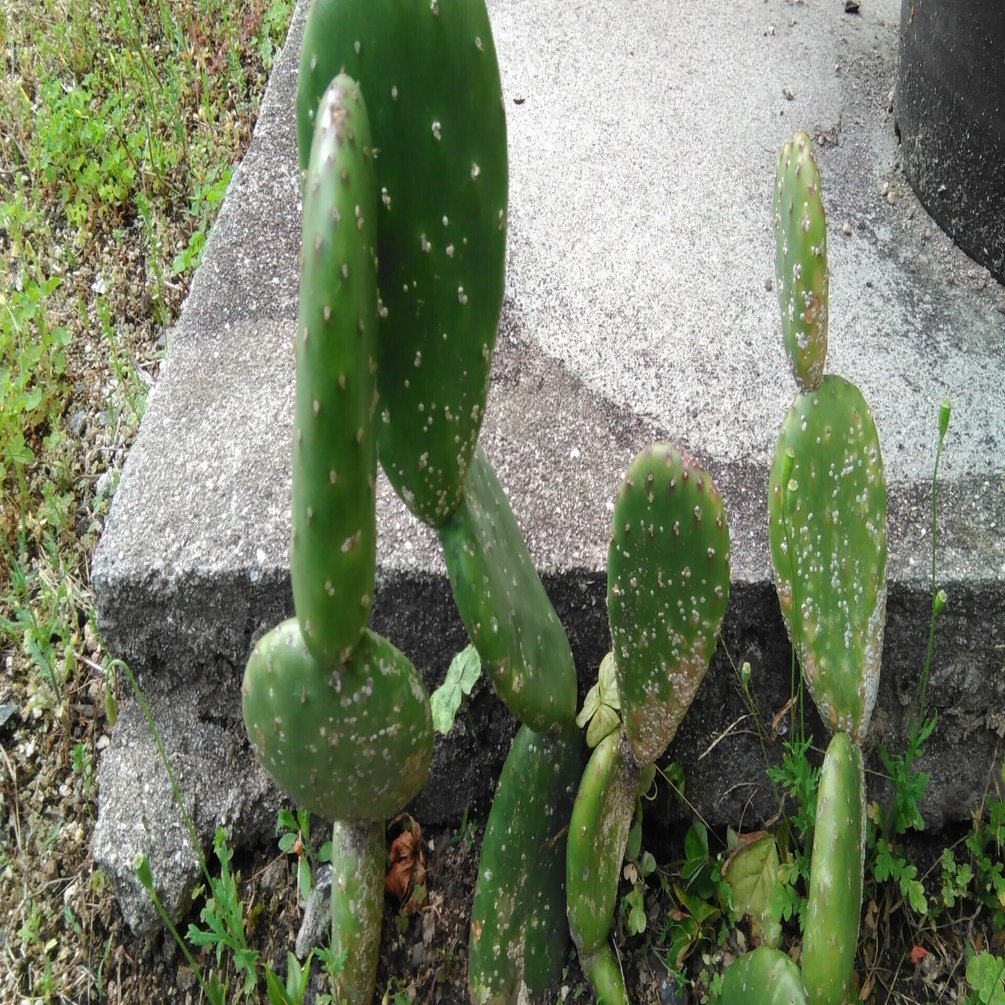 人生は暇つぶし9 サボテンを育てる｜小田 達也