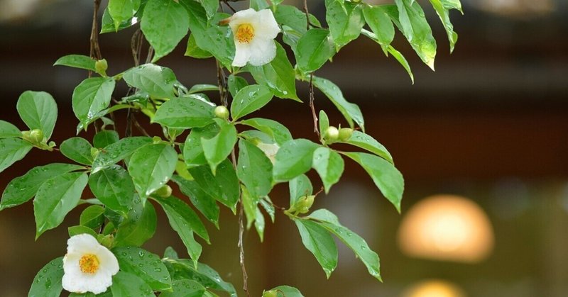 梅雨時の一日花「沙羅双樹の花」～今年は早くも猛暑ですが
