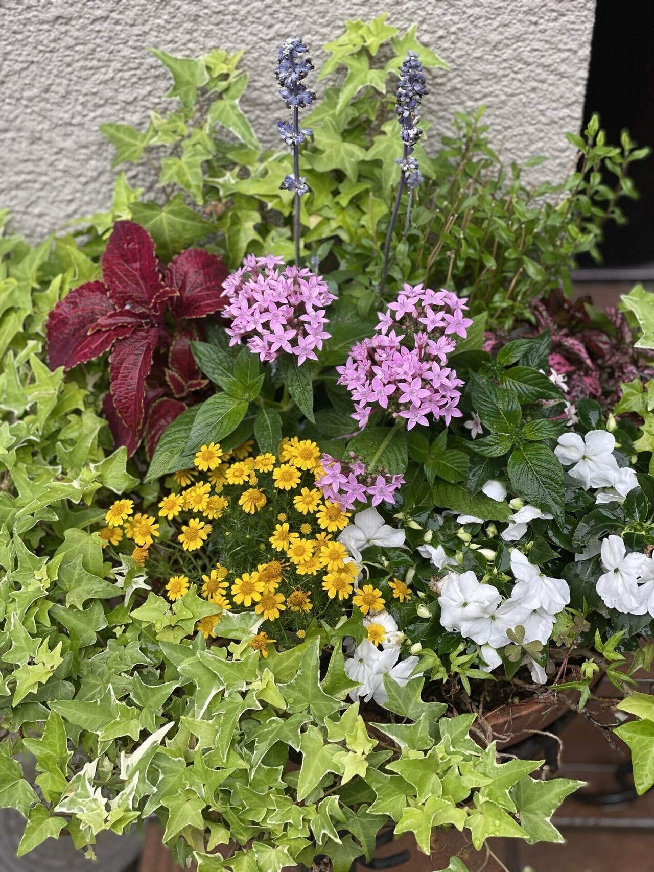 カセット式手抜きガーデニング術｜さやぷ