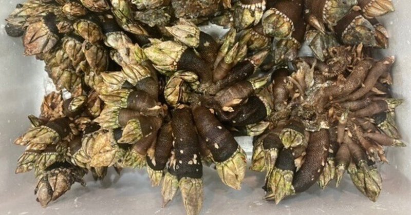 フジツボ の新着タグ記事一覧 Note つくる つながる とどける