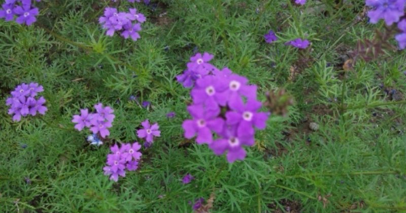 足下の花