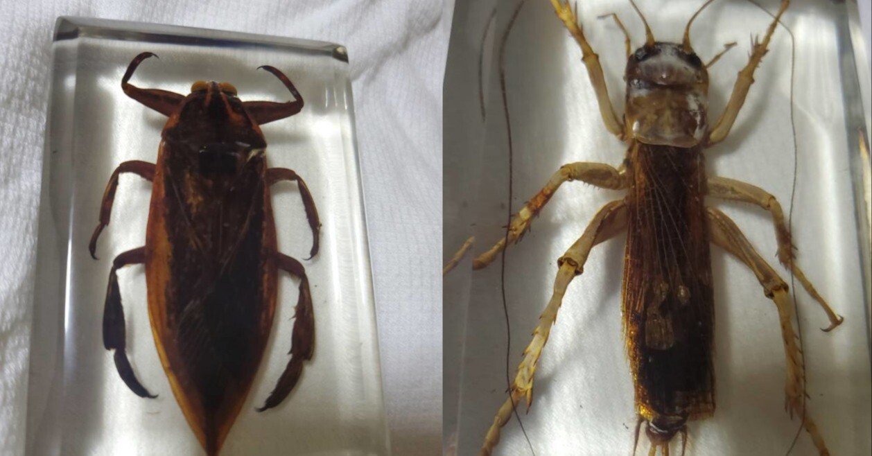 最強昆虫 タガメ / オバケコロギス｜いんどねし屋