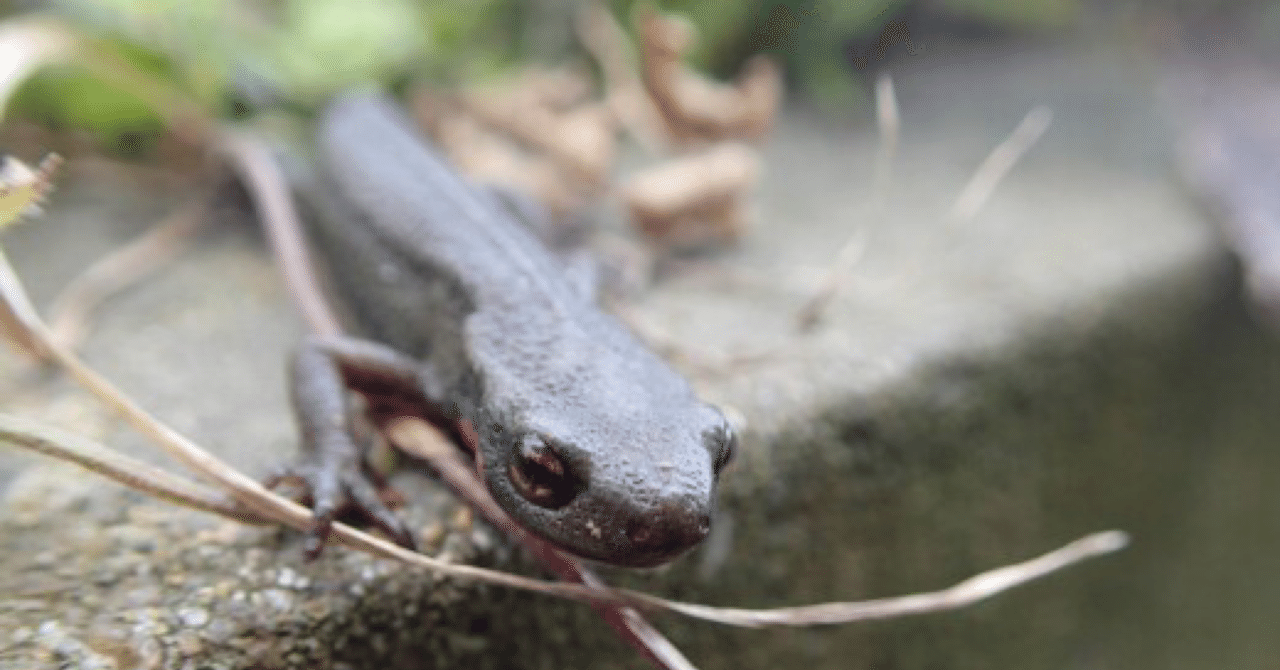 アカハライモリ Happy Travel Note アカハライモリ Happy Travel Note