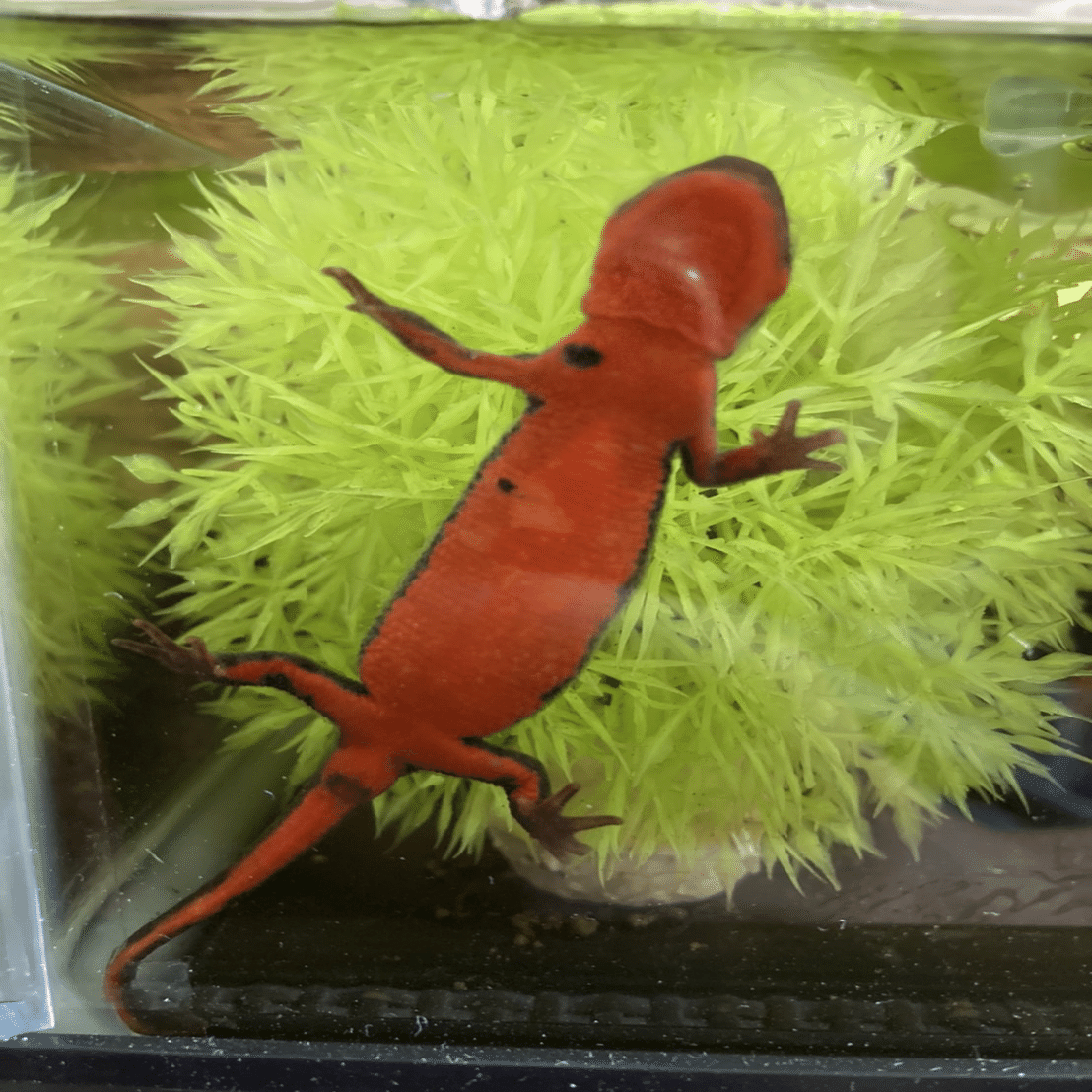 アカハライモリ Happy Travel Note