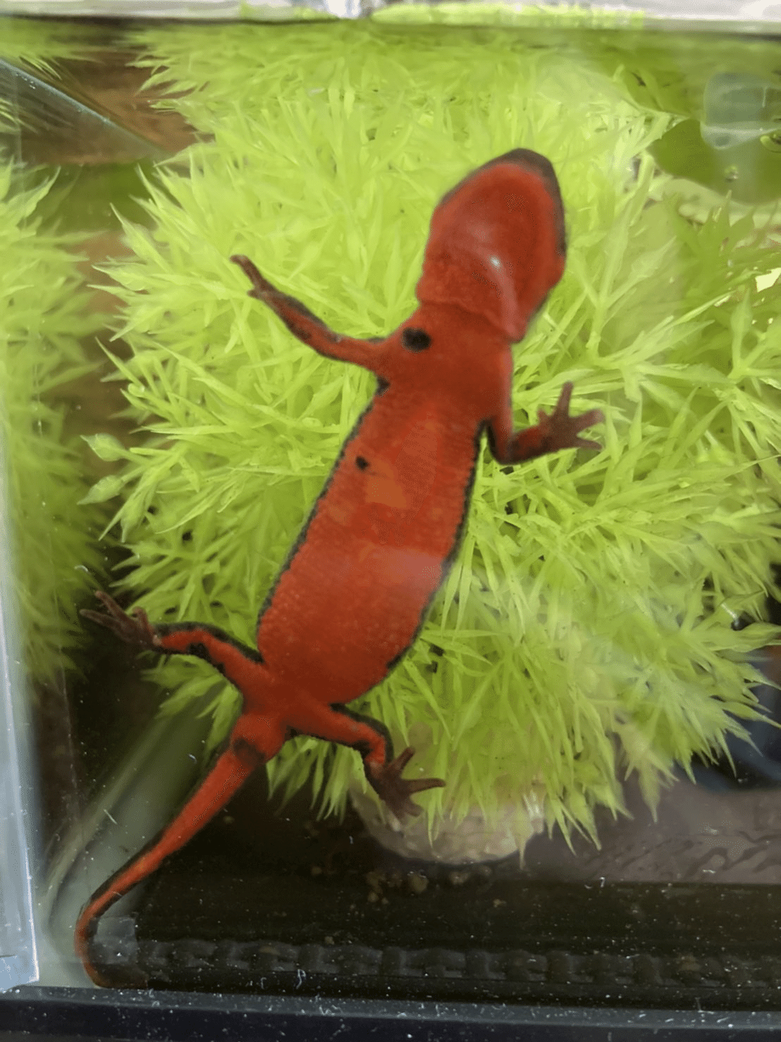 アカハライモリ Happy Travel Note アカハライモリ Happy Travel Note