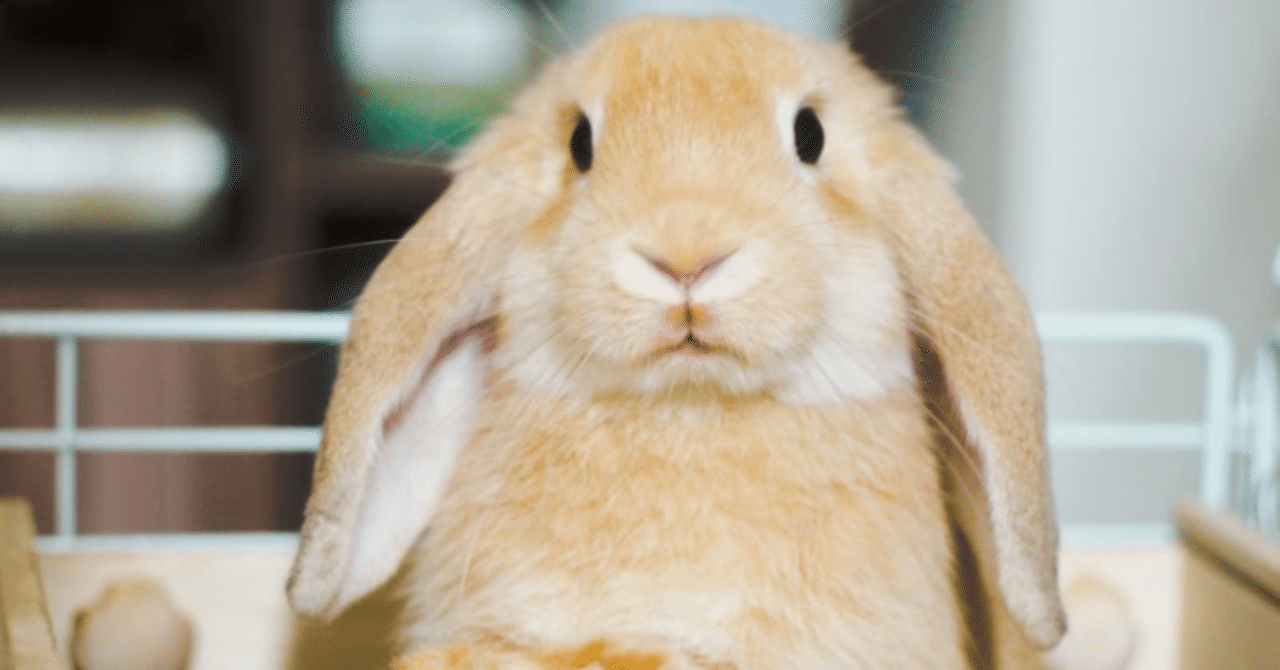 ホーランド ロップ フジファブリック マユシム Note ホーランド ロップ フジファブリック マユシム Note