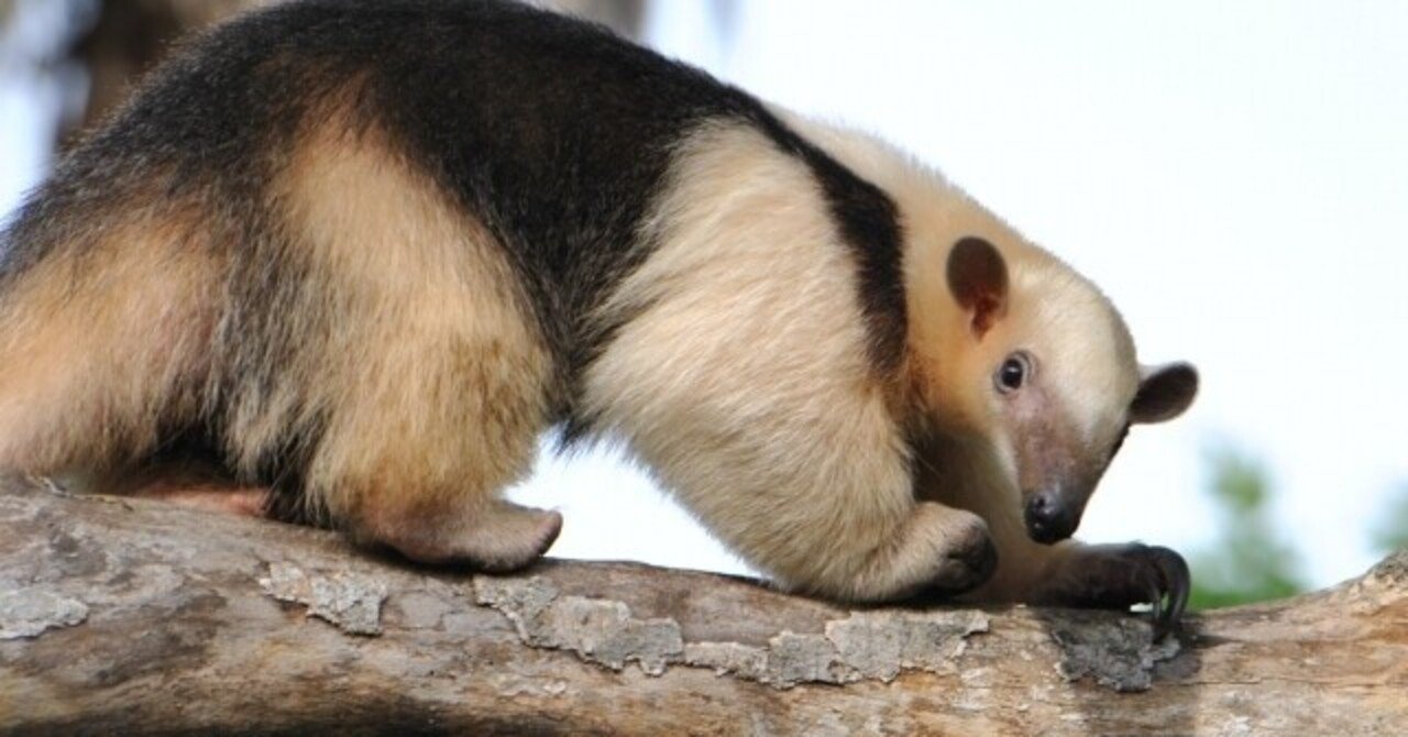 アリクイの威嚇ポーズが可愛い の新着タグ記事一覧 Note つくる つながる とどける