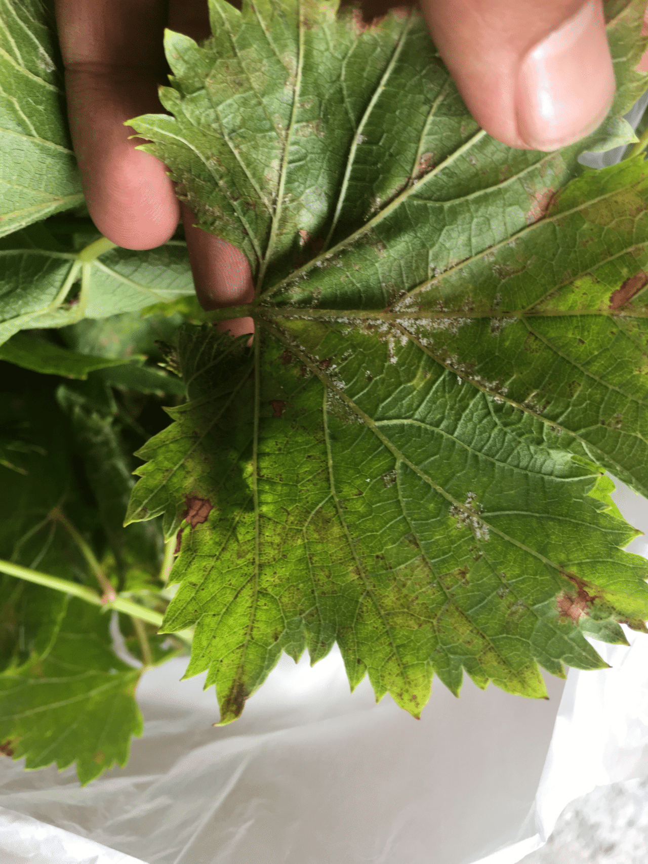 ぶどうの病気一覧 戸田果樹園シャインマスカットの学校 Note ぶどうの病気一覧 戸田果樹園シャインマスカットの学校 Note