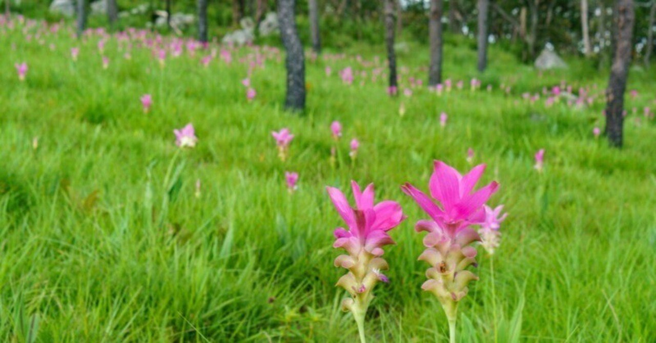 タイ固有種のクルクマ サイアムチューリップ タイでどこにでも咲く花 79 Masayuki Saito Note タイ固有種のクルクマ サイアムチューリップ タイでどこにでも咲く花 79 Masayuki Saito Note