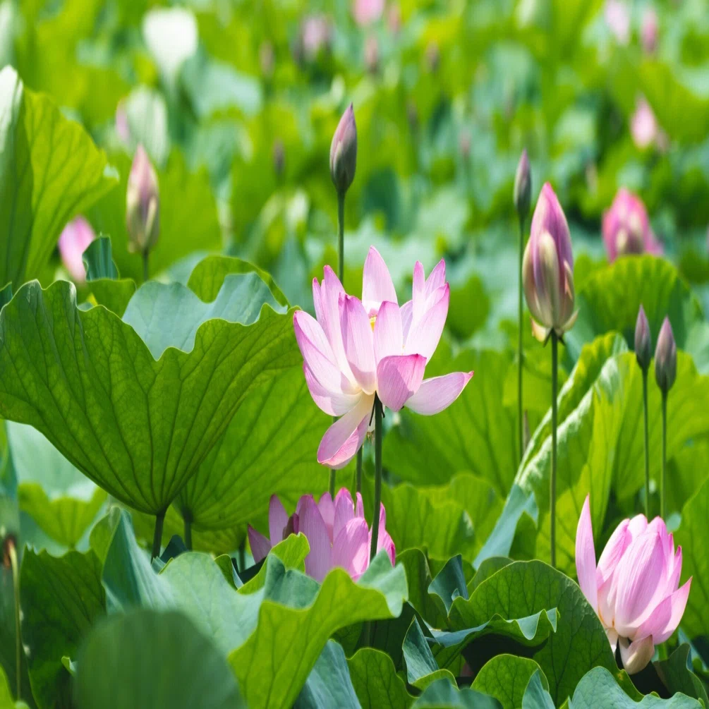 早起きさえできれば、近場で蓮咲く極楽浄土を味わえるのに。｜阪口