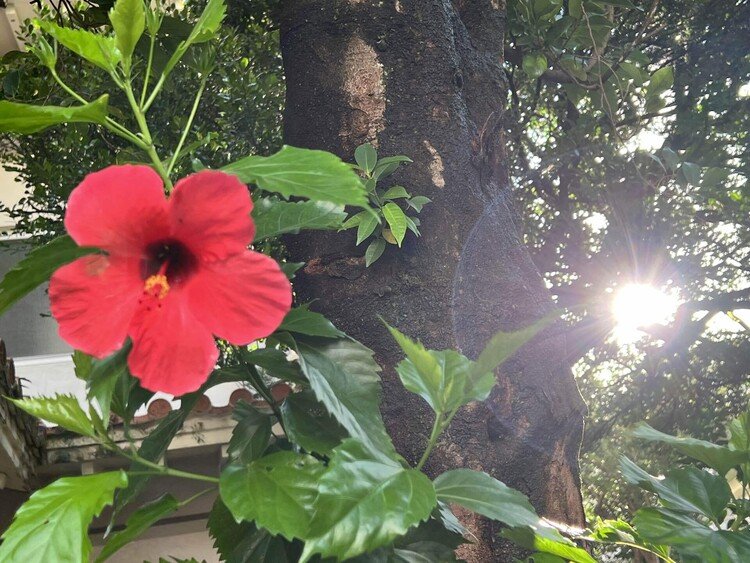 朝日を浴びて咲くハイビスカス。南国風味。沖縄天然色！元気充電！