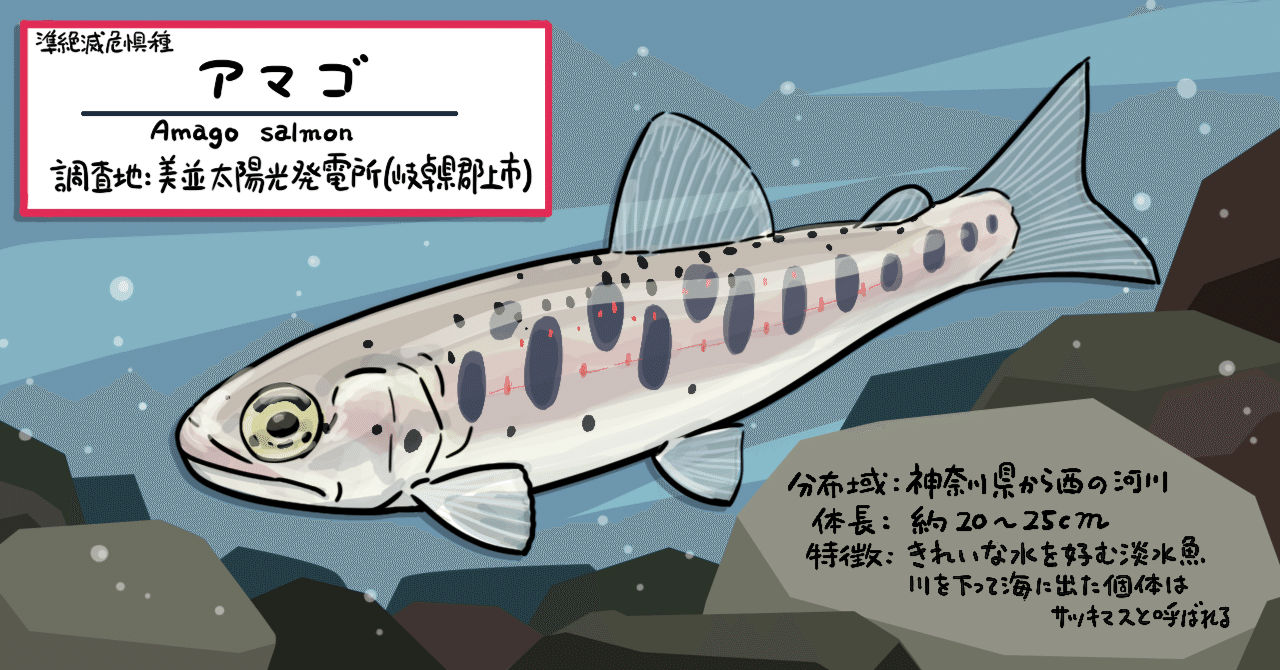 川を下るとビッグな魚に変身 太陽光発電所に棲むアマゴの生態とは パシフィコ動植物図鑑 発電所からの便り Pacifico Energy Note