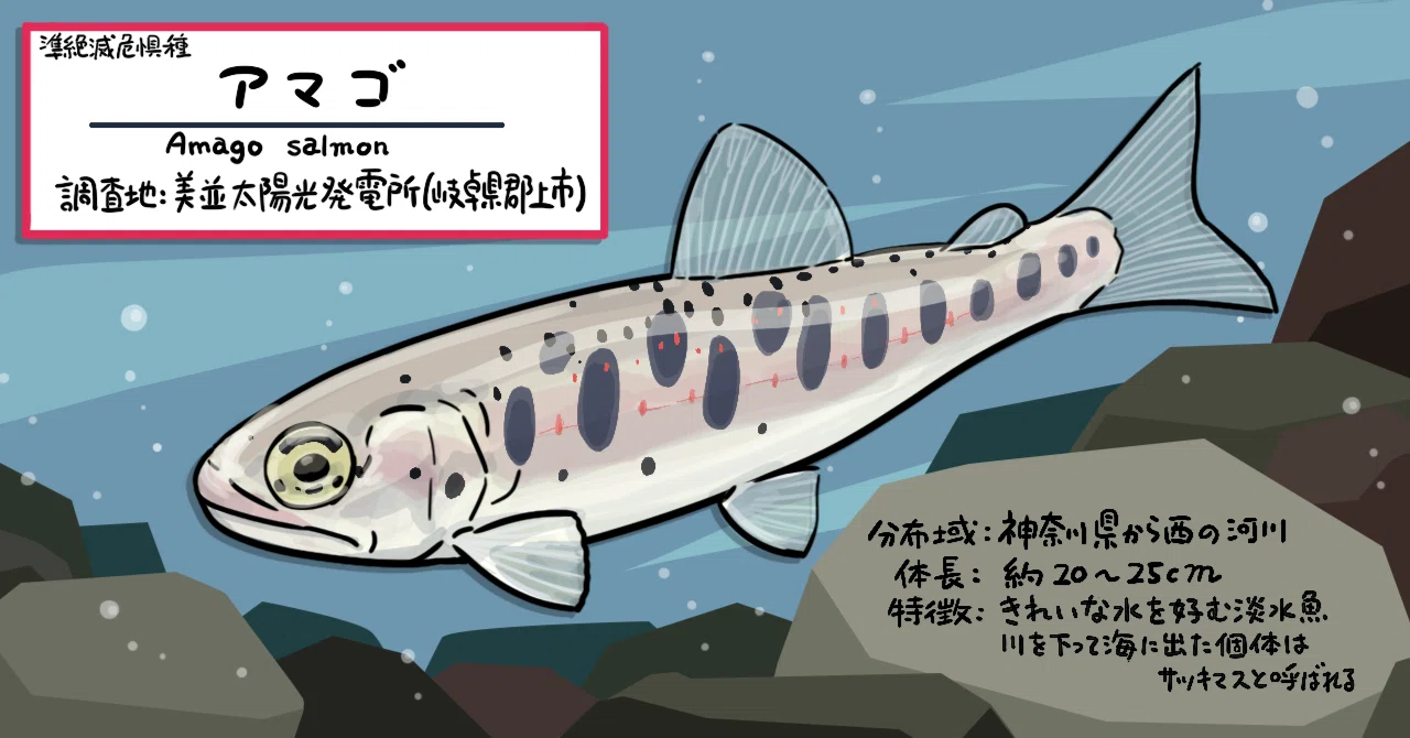 川を下るとビッグな魚に変身!? 太陽光発電所に棲むアマゴの生態とは 