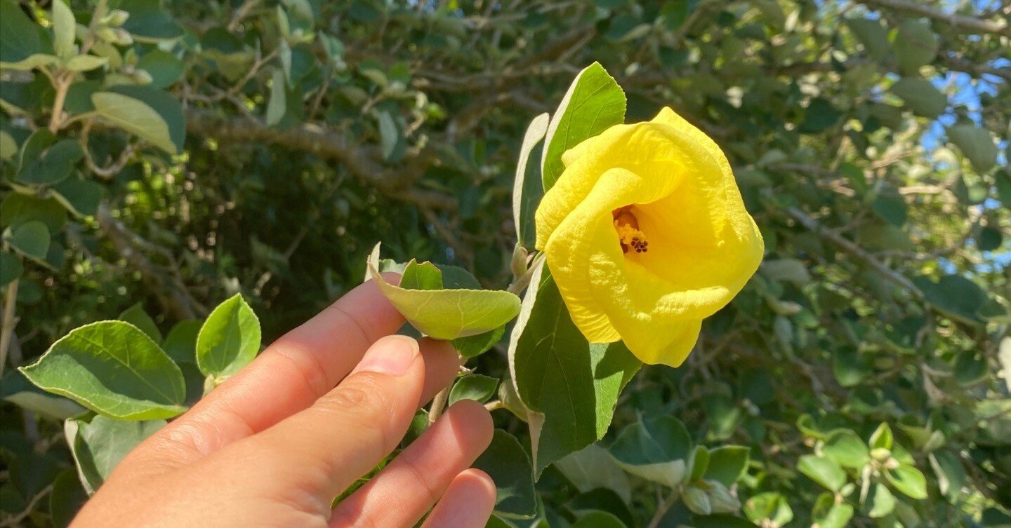 南国鹿児島の南国ぽい植物の話ー日本の固有種 ハマボウ がひして咲く夏 Haco ガーデンプランナー 庭のある暮らし植物のある暮らし Note