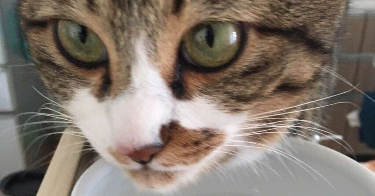 猫の目の不思議 ニャンズママ Note