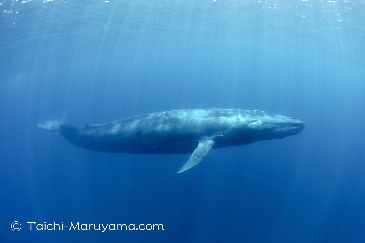 シロナガスクジラと一緒に泳いだシーン動画を下記でアップしました キラキラと光が差し込む美しい海の中 シロナガスと一緒に時間を共有する体験は 時が止まったかのような感じがします シロナガ 丸山太一 Taichi Maruyama Note シロナガスクジラと一緒に泳いだシーン動画を下記でアップしました キラキラと光が差し込む美しい海の中 シロナガスと一緒に時間を共有する体験は 時が止まったかのような感じがします シロナガ 丸山太一 Taichi Maruyama Note