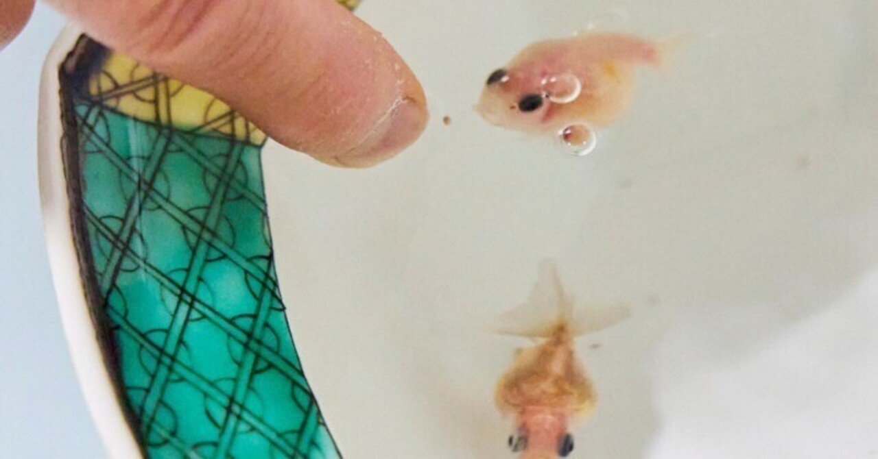 どんぶり金魚 金魚と仲良くなれるとっておきの飼い方を 金魚博士 岡本信明先生に教えてもらいました エース分室 Note どんぶり金魚 金魚と仲良くなれるとっておきの飼い方を 金魚博士 岡本信明先生に教えてもらいました エース分室 Note