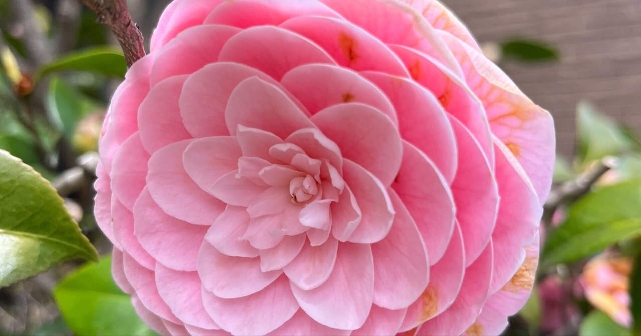 花を撮る】枯れていく花を愛でる、という感覚｜米津一成