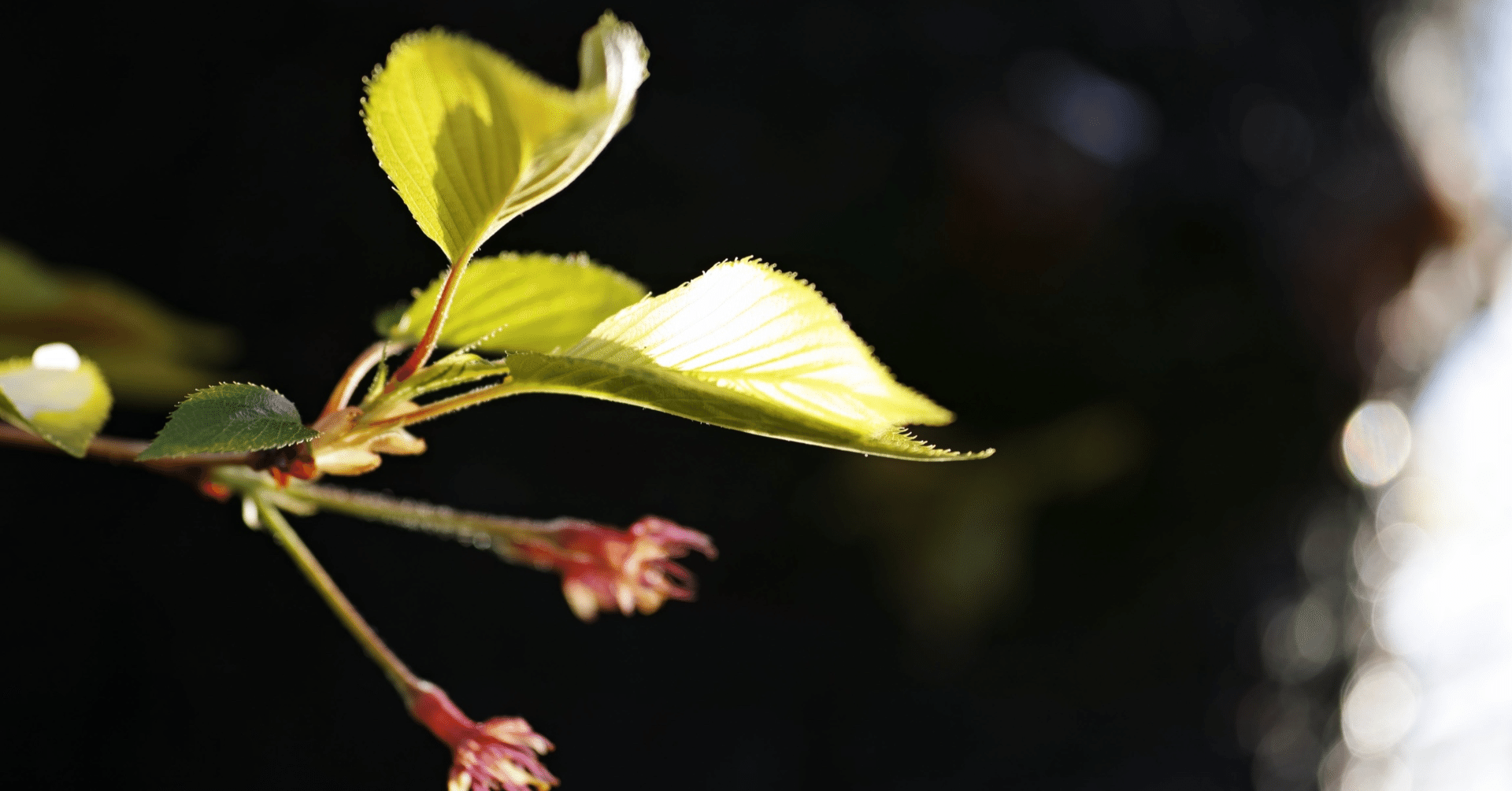 バズ ライトイヤーと父と私 ハルカ Haruka Note