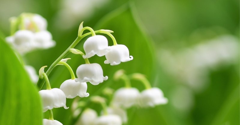 花言葉は再び幸せが訪れる の新着タグ記事一覧 Note つくる つながる とどける 花言葉は再び幸せが訪れる の新着タグ記事一覧 Note つくる つながる とどける