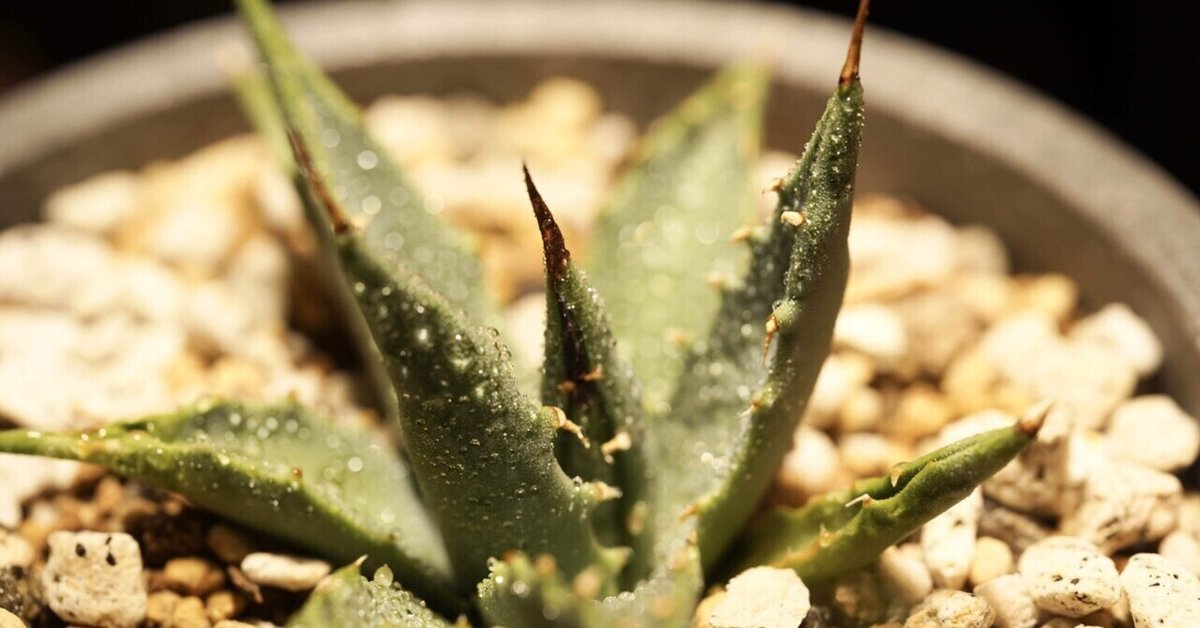 アガベ エボリスピナ var ヴェガス（Agave utahensis var. eborispina  