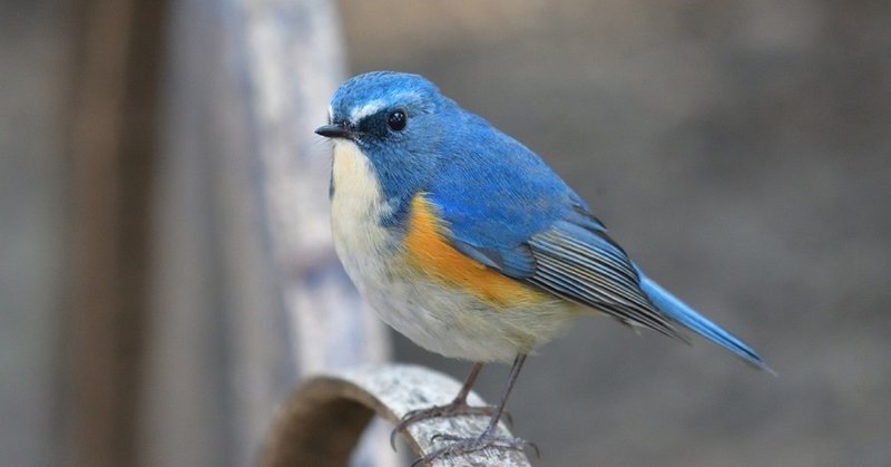 _プロフィール_百句鳥_ほくと_プロフィール